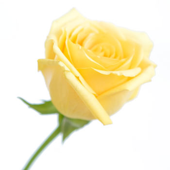 Yellow Rose Hummer