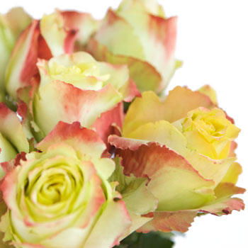 Antique Green Rose Zazu