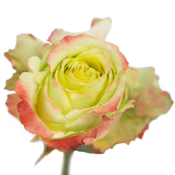 Antique Green Rose Zazu
