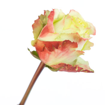 Antique Green Rose Zazu
