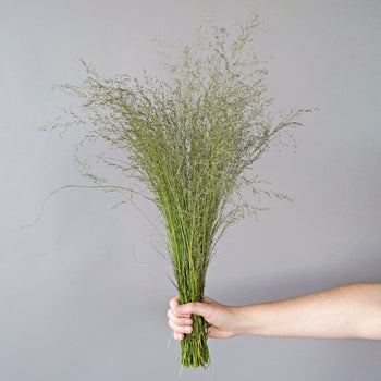 Wholesale greenery ebony love grass filler flowers sold as bulk