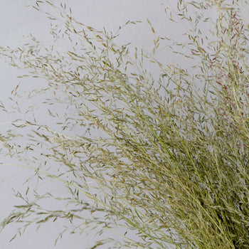 Ebony Love Grass