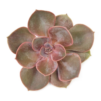 Lila China Designer Succulent