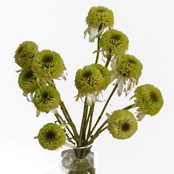 Flowering Echinacea Green Pods