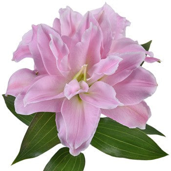 Light Pink Rose Lily