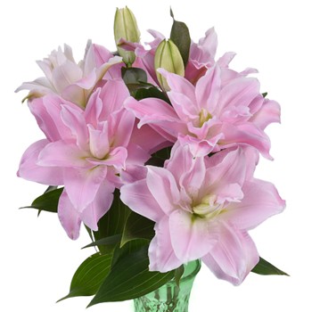 Light Pink Rose Lily