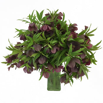 Eggplant Wedding Designer Hellebore Flowers