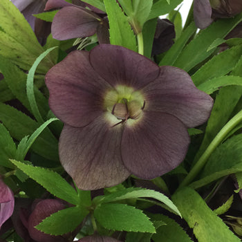 Eggplant Wedding Designer Hellebore Flowers