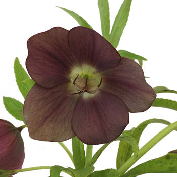 Eggplant Wedding Designer Hellebore Flowers