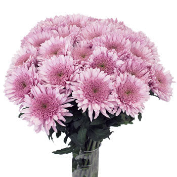 Misty Mauve Cremon Flower
