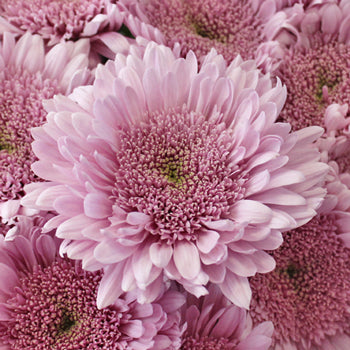 Misty Mauve Cremon Flower