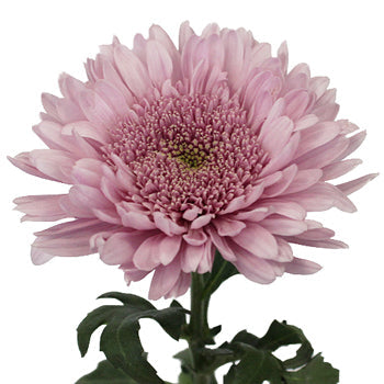 Misty Mauve Cremon Flower
