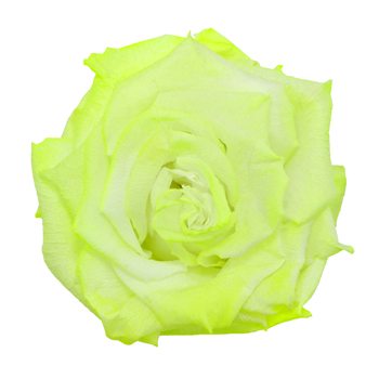 Preserved Electric Green Rose