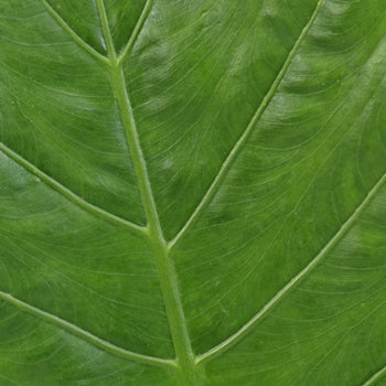 Elephant Ear Tropical Greenery