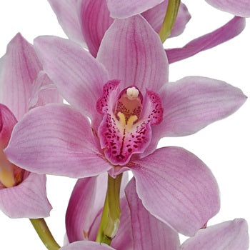Cymbidium Orchids Pink Bulk Flower Overnight