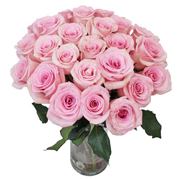 First Light Pink Rose