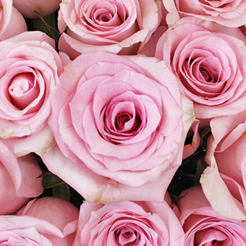 First Light Pink Rose
