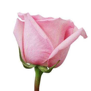 First Light Pink Rose