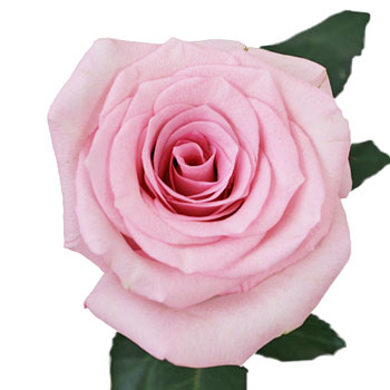 First Light Pink Rose