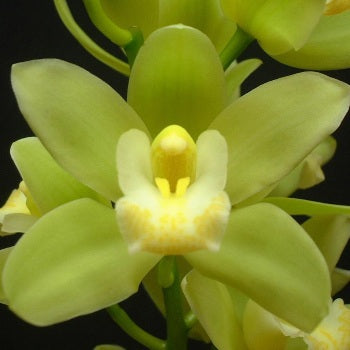 Mini Cymbidium Orchids Spring Green