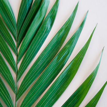 Emerald Palm Greens