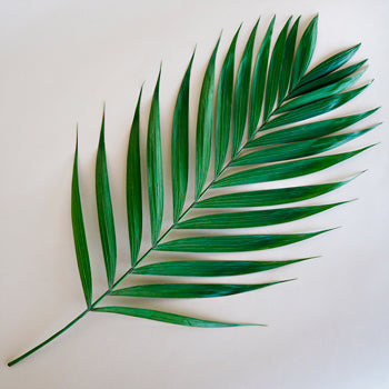 Emerald Palm Greens