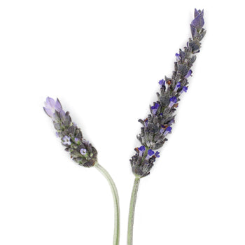 Aromatherapy Fresh Lavender Bunches
