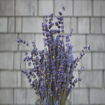 Aromatherapy Fresh Lavender Bunches