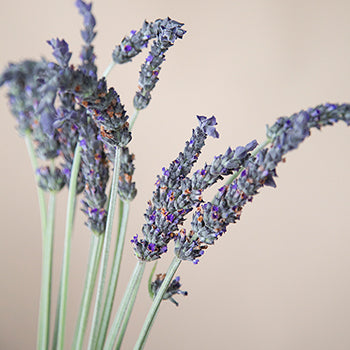 English Lavender Flower Wholesale Bunches
