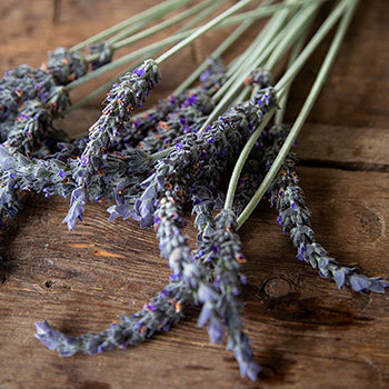 English Lavender Flowers wholesale