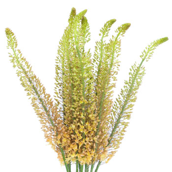 Eremurus Orange Flower