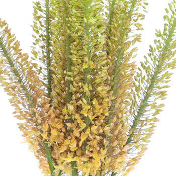 Eremurus Orange Flower