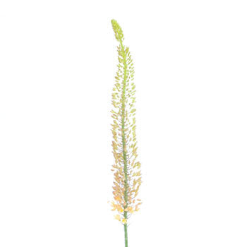 Eremurus Orange Flower