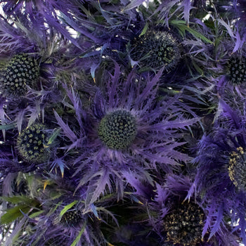 Ursula Purple Thistle