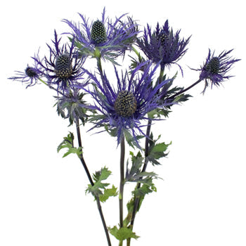 Ursula Purple Thistle