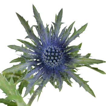 Blue Thistle Flower Just a Hint
