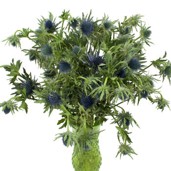 Blue Thistle Flower Just a Hint