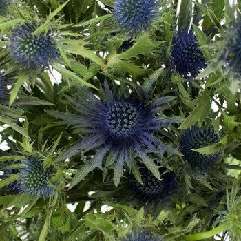 Blue Thistle Flower Just a Hint