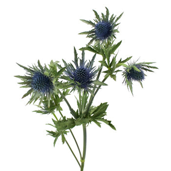Blue Thistle Flower Just a Hint