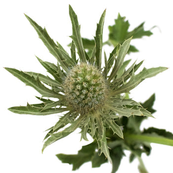 Sage Green Thistle Flower
