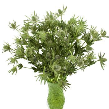 Sage Green Thistle Flower