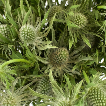 Sage Green Thistle Flower