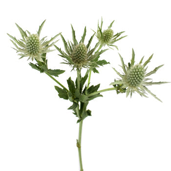 Sage Green Thistle Flower