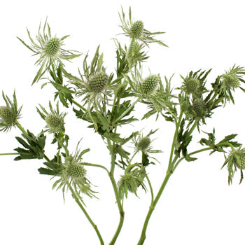 Sage Green Thistle Flower