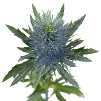 Thistle Flower Supernova