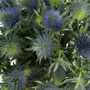 Thistle Flower Supernova