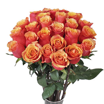 Citrus Sunrise Rose