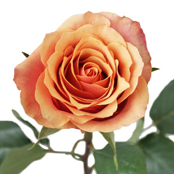 Citrus Sunrise Rose