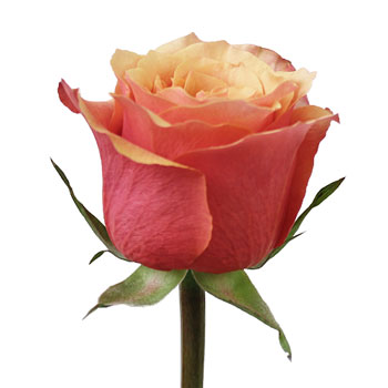 Citrus Sunrise Rose