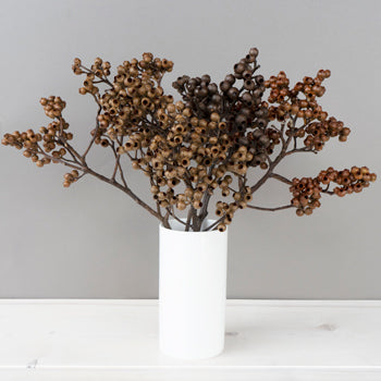 Dried Eucalyptus Pods